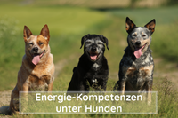 Energie-Kompetenzen bei Hunden ein Gespräch mit Susanne Kerschowski
